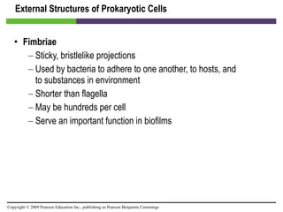 External Structures of Prokaryotic Cells Fimbriae   Sticky, bristlelike projections Used by bacteria to adhere to one another, to hosts, and to substances in environment Shorter than flagella May be hundreds per cell Serve an important function in biofilms 