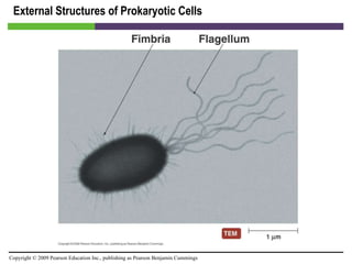 External Structures of Prokaryotic Cells [INSERT FIGURE 3.10] 