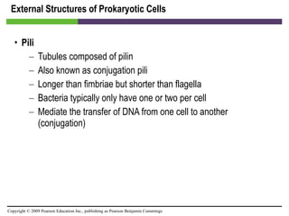 External Structures of Prokaryotic Cells Pili Tubules composed of pilin Also known as conjugation pili  Longer than fimbriae but shorter than flagella Bacteria typically only have one or two per cell Mediate the transfer of DNA from one cell to another (conjugation) 