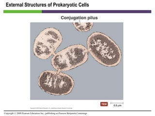 External Structures of Prokaryotic Cells [INSERT FIGURE 3.11] 