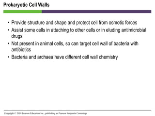 Prokaryotic Cell Walls Provide structure and shape and protect cell from osmotic forces Assist some cells in attaching to other cells or in eluding antimicrobial drugs Not present in animal cells, so can target cell wall of bacteria with antibiotics Bacteria and archaea have different cell wall chemistry 
