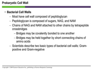 Prokaryotic Cell Wall Bacterial Cell Walls Most have cell wall composed of peptidoglycan Peptidoglycan is composed of sugars, NAG, and NAM Chains of NAG and NAM attached to other chains by tetrapeptide crossbridges Bridges may be covalently bonded to one another Bridges may be held together by short connecting chains of amino acids Scientists describe two basic types of bacterial cell walls: Gram-positive and Gram-negative 