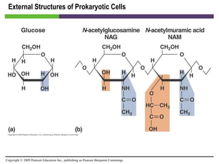 External Structures of Prokaryotic Cells [INSERT FIGURE 3.12] 