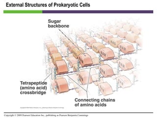 External Structures of Prokaryotic Cells [INSERT FIGURE 3.13] 
