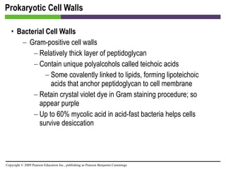 Prokaryotic Cell Walls Bacterial Cell Walls Gram-positive cell walls Relatively thick layer of peptidoglycan Contain unique polyalcohols called teichoic acids Some covalently linked to lipids, forming lipoteichoic acids that anchor peptidoglycan to cell membrane Retain crystal violet dye in Gram staining procedure; so appear purple Up to 60% mycolic acid in acid-fast bacteria helps cells survive desiccation 