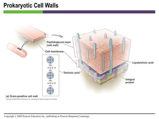 Prokaryotic Cell Walls [INSERT FIGURE 3.14a] 
