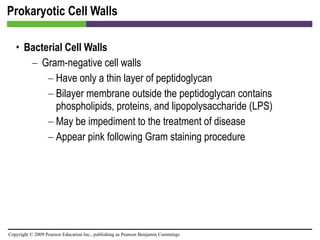 Prokaryotic Cell Walls Bacterial Cell Walls Gram-negative cell walls Have only a thin layer of peptidoglycan Bilayer membrane outside the peptidoglycan contains phospholipids, proteins, and lipopolysaccharide (LPS)  May be impediment to the treatment of disease Appear pink following Gram staining procedure 