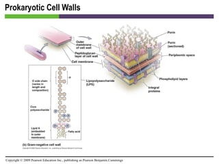 Prokaryotic Cell Walls [INSERT FIGURE 3.14b] 