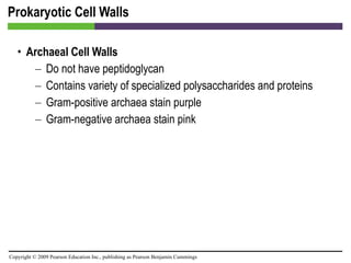 Prokaryotic Cell Walls Archaeal Cell Walls Do not have peptidoglycan  Contains variety of specialized polysaccharides and proteins Gram-positive archaea stain purple  Gram-negative archaea stain pink 