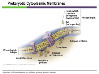 Prokaryotic Cytoplasmic Membranes [INSERT FIGURE 3.15] 