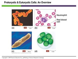 Prokaryotic & Eukaryotic Cells: An Overview [INSERT FIGURE 3.1] 