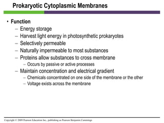 Prokaryotic Cytoplasmic Membranes Function Energy storage Harvest light energy in photosynthetic prokaryotes Selectively permeable Naturally impermeable to most substances Proteins allow substances to cross membrane Occurs by passive or active processes Maintain concentration and electrical gradient Chemicals concentrated on one side of the membrane or the other Voltage exists across the membrane 