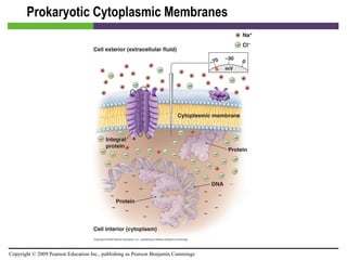 Prokaryotic Cytoplasmic Membranes [INSERT FIGURE 3.16] 