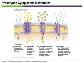 Prokaryotic Cytoplasmic Membranes [INSERT FIGURE 3.17] 