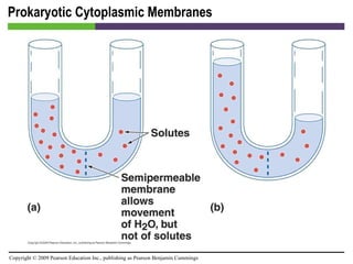 Prokaryotic Cytoplasmic Membranes [INSERT FIGURE 3.18] 