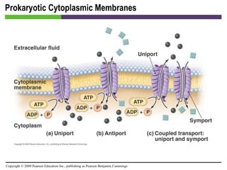 Prokaryotic Cytoplasmic Membranes [INSERT FIGURE 3.20] 