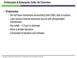Prokaryotic & Eukaryotic Cells: An Overview Prokaryotes Do not have membrane surrounding their DNA; lack a nucleus Lack various internal structures bound with phospholipid membranes Are small, ~1.0 µm in diameter Have a simple structure Composed of bacteria and archaea 