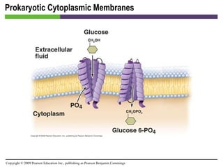 Prokaryotic Cytoplasmic Membranes [INSERT FIGURE 3.21] 