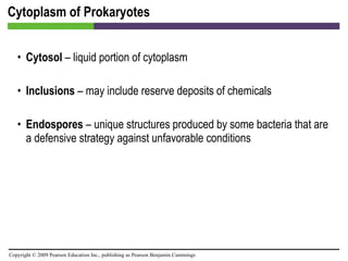 Cytoplasm of Prokaryotes Cytosol  – liquid portion of cytoplasm Inclusions  – may include reserve deposits of chemicals Endospores  – unique structures produced by some bacteria that are a defensive strategy against unfavorable conditions 