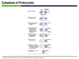 Cytoplasm of Prokaryotes 