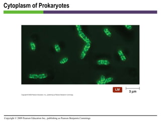 Cytoplasm of Prokaryotes [INSERT FIGURE 3.23] 