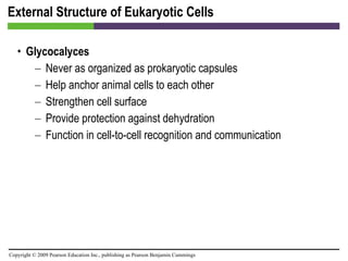 External Structure of Eukaryotic Cells Glycocalyces Never as organized as prokaryotic capsules Help anchor animal cells to each other Strengthen cell surface Provide protection against dehydration Function in cell-to-cell recognition and communication 
