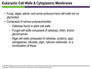Eukaryotic Cell Walls & Cytoplasmic Membranes Fungi, algae, plants, and some protozoa have cell walls but no glycocalyx Composed of various polysaccharides Cellulose found in plant cell walls Fungal cell walls composed of cellulose, chitin, and/or glucomannan Algal cell walls composed of cellulose, proteins, agar, carrageenan, silicates, algin, calcium carbonate, or a combination of these 