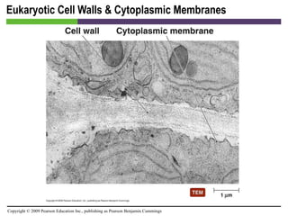 Eukaryotic Cell Walls & Cytoplasmic Membranes [INSERT FIGURE 3.24] 