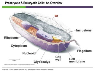Prokaryotic & Eukaryotic Cells: An Overview [INSERT FIGURE 3.2] 