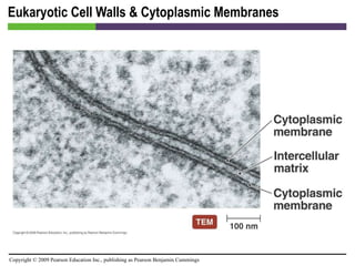 Eukaryotic Cell Walls & Cytoplasmic Membranes [INSERT FIGURE 3.25] 