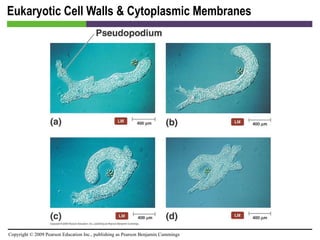 Eukaryotic Cell Walls & Cytoplasmic Membranes [INSERT FIGURE 3.26] 