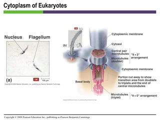 Cytoplasm of Eukaryotes 