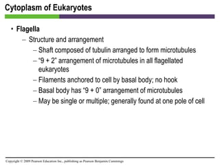 Cytoplasm of Eukaryotes Flagella Structure and arrangement Shaft composed of tubulin arranged to form microtubules “ 9 + 2” arrangement of microtubules in all flagellated eukaryotes Filaments anchored to cell by basal body; no hook Basal body has “9 + 0” arrangement of microtubules May be single or multiple; generally found at one pole of cell 