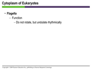 Cytoplasm of Eukaryotes Flagella Function Do not rotate, but undulate rhythmically 