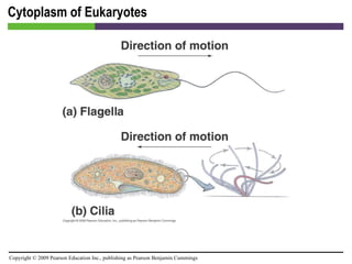 Cytoplasm of Eukaryotes [INSERT FIGURE 3.28a & b] 