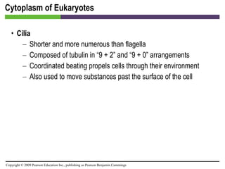 Cytoplasm of Eukaryotes Cilia Shorter and more numerous than flagella Composed of tubulin in “9 + 2” and “9 + 0” arrangements Coordinated beating propels cells through their environment Also used to move substances past the surface of the cell 
