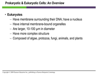 Prokaryotic & Eukaryotic Cells: An Overview Eukaryotes Have membrane surrounding their DNA; have a nucleus Have internal membrane-bound organelles Are larger, 10-100 µm in diameter Have more complex structure Composed of algae, protozoa, fungi, animals, and plants 