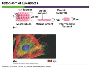 Cytoplasm of Eukaryotes [INSERT FIGURE 3.29] 