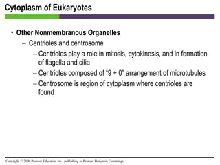 Cytoplasm of Eukaryotes Other Nonmembranous Organelles Centrioles and centrosome Centrioles play a role in mitosis, cytokinesis, and in formation of flagella and cilia Centrioles composed of “9 + 0” arrangement of microtubules Centrosome is region of cytoplasm where centrioles are found 
