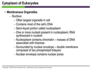 Cytoplasm of Eukaryotes Membranous Organelles Nucleus Often largest organelle in cell Contains most of the cell’s DNA Semi-liquid portion called nucleoplasm One or more nucleoli present in nucleoplasm; RNA synthesized in nucleoli Nucleoplasm contains chromatin – masses of DNA associated with histones Surrounded by nuclear envelope – double membrane composed of two phospholipid bilayers Nuclear envelope contains nuclear pores 