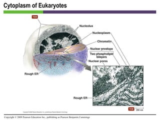 Cytoplasm of Eukaryotes [INSERT FIGURE 3.31] 