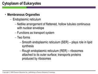 Cytoplasm of Eukaryotes Membranous Organelles Endoplasmic reticulum Netlike arrangement of flattened, hollow tubules continuous with nuclear envelope Functions as transport system Two forms Smooth endoplasmic reticulum (SER) – plays role in lipid synthesis Rough endoplasmic reticulum (RER) – ribosomes attached to its outer surface; transports proteins produced by ribosomes 