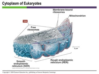 Cytoplasm of Eukaryotes [INSERT FIGURE 3.32] 