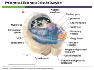 Prokaryotic & Eukaryotic Cells: An Overview [INSERT FIGURE 3.3] 