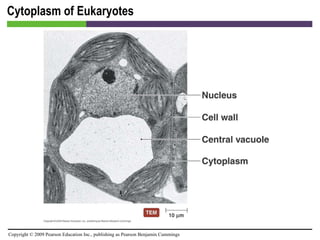 Cytoplasm of Eukaryotes [INSERT FIGURE 3.34] 