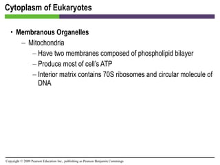 Cytoplasm of Eukaryotes Membranous Organelles Mitochondria Have two membranes composed of phospholipid bilayer Produce most of cell’s ATP Interior matrix contains 70S ribosomes and circular molecule of DNA 