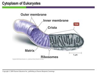 Cytoplasm of Eukaryotes [INSERT FIGURE 3.36] 