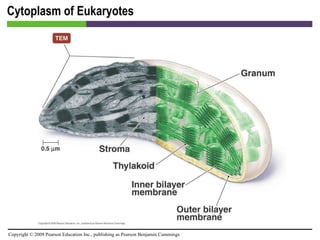 Cytoplasm of Eukaryotes [INSERT FIGURE 3.37] 