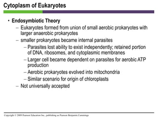 Cytoplasm of Eukaryotes Endosymbiotic Theory Eukaryotes formed from union of small aerobic prokaryotes with larger anaerobic prokaryotes smaller prokaryotes became internal parasites Parasites lost ability to exist independently; retained portion of DNA, ribosomes, and cytoplasmic membranes Larger cell became dependent on parasites for aerobic ATP production Aerobic prokaryotes evolved into mitochondria Similar scenario for origin of chloroplasts Not universally accepted 