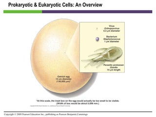 Prokaryotic & Eukaryotic Cells: An Overview [INSERT FIGURE 3.4] 